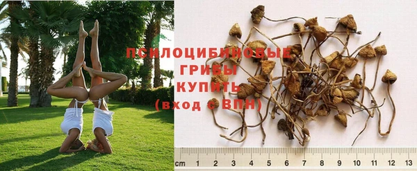 ГАЛЛЮЦИНОГЕННЫЕ ГРИБЫ Армянск